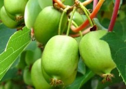 Actinidia arguta issai kiwi / kopasz mini kivi ’Issai’